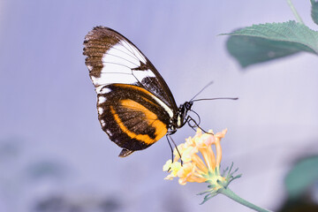 Obraz premium Macro shots, Beautiful nature scene. Closeup beautiful butterfly sitting on the flower in a summer garden.