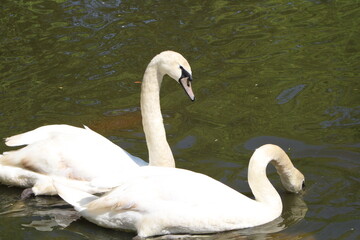 Large White Swans Swimming And Eating On A Lake