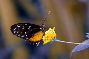 Macro shots, Beautiful nature scene. Closeup beautiful butterfly sitting on the flower in a summer garden.