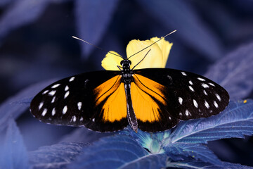 Macro shots, Beautiful nature scene. Closeup beautiful butterfly sitting on the flower in a summer garden.