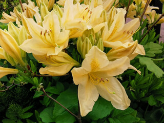 Fototapeta premium Yellow Japanese rhododendron (Latin: rhododendron japonicum (A. Gray) Suring var. aureum Wils) in the Botanical Garden of St. Petersburg.