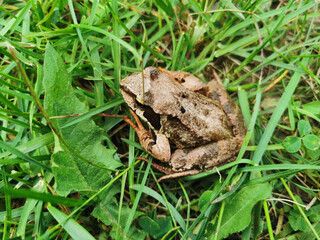 A small brown frog with orange legs, sitting among the green grass on a sunny summer morning.