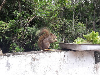 squirrel eating nut