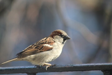 Sparrow at a bird feeder