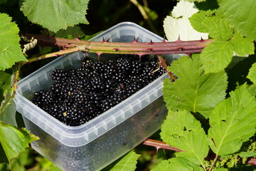 Thorny harvest, blackberries (Rubus sectio rubus) Rosaceae family. Hanover, Germany.