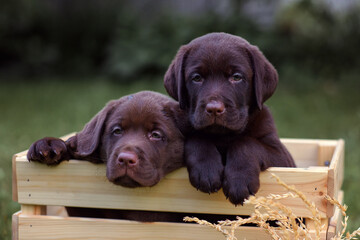 2 puppies of chocolate labrador sit in a wooden box in the village in the summer on the grass. labrador 2 months