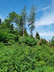 Trees, birches growing right on the rocks in the rocky natural park Monrepos of the city of Vyborg against the background of a blue sky with clouds.