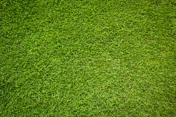 Obraz premium green grass background
