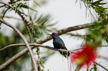 hummingbird  on a branch