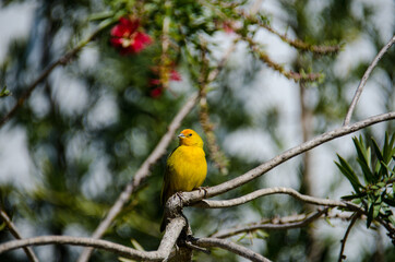 yellow canary on the branch
