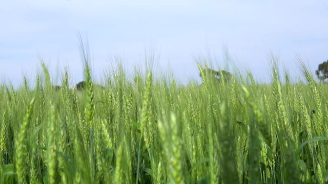 field of wheat landscape