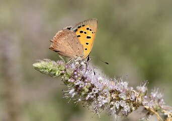 Small Copper Butterfly