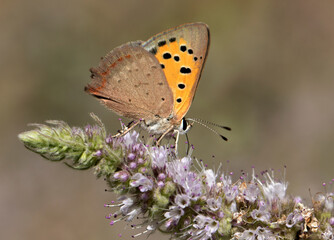 Small Copper Butterfly
