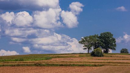 landscape with a tree