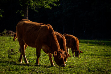 Brown cows eating in field