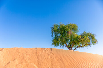 big tree in the desert on the blue sky backforund give a shade in hot day 