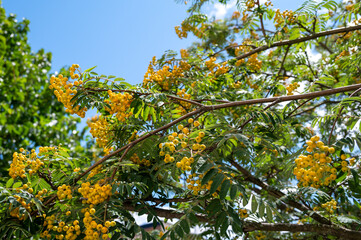 Shooting of small orange fruit in a tree in town.