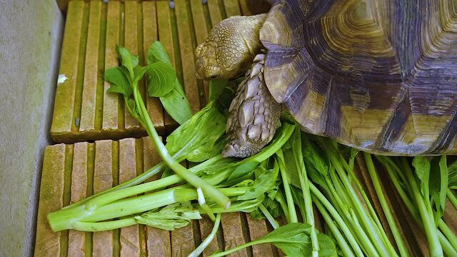 Turtle has vegetables in front. Turtle is going to eat vegetables Filmed in Chiang mai City ,Thailand.