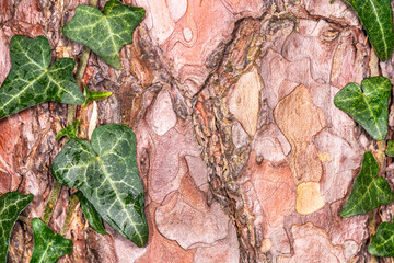 Nahaufnahme von Baumrinde als detaillierte Holzstruktur