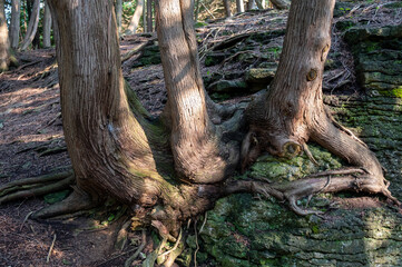 Shooting of trees growing on rocks that lets us see the strength of their root.