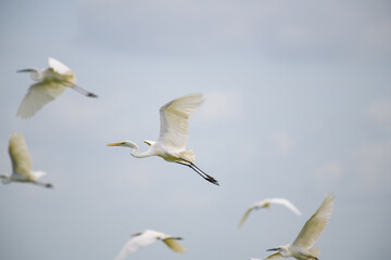 Eastern Great Egret bird flying on blue sky.