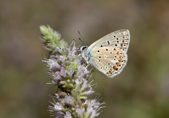 Fototapeta na wymiar Common Blue Butterfly