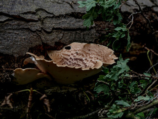 mushroom in the forest