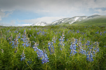 Lupine and Fresh Snow
