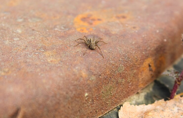 Spider wolf crawls on iron. Hunting a wolf spider.