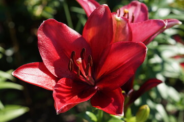 red and yellow flower