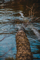 tree reflected in water,tree in the water