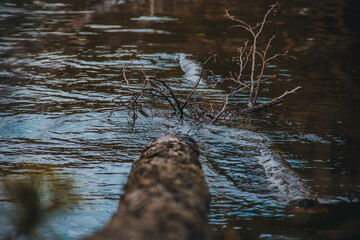 tree in the water, river in the forest