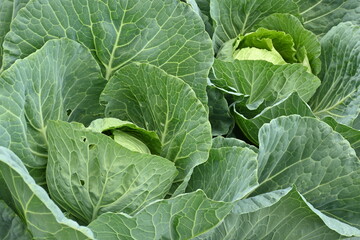 Group of young cabbage leafy green vegetable crop planted. Organic cabbage vegetables field in a garden. Freshness green of cabbage leafs. Cabbage cultivation and plantation.
