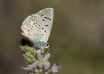 Small Anatolian Blue 