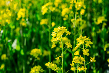 Rape blossoms and natural scenery in spring season in China