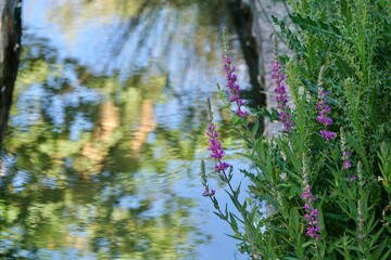 Purple purple loosestrife or arroyuella flowers (Lythrum salicaria) with plant reflections in the water in the background