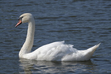 swans on the lake