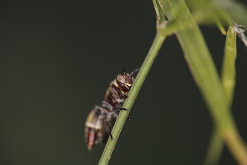 wasp standing on a green leaf with a dark background. a dark red wasp, insects of Yemen.
