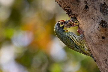 Coppersmith Barbet chick feeding The coppersmith barbet, crimson-breasted barbet or coppersmith, is a bird with crimson forehead and throat which is best known. 