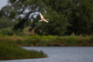 Great thick-knee is flying on the sky and got the sun ray in the morning.
