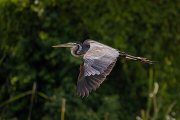 Flying heron. Colorful nature background. Bird: Purple Heron. Ardea purpurea.