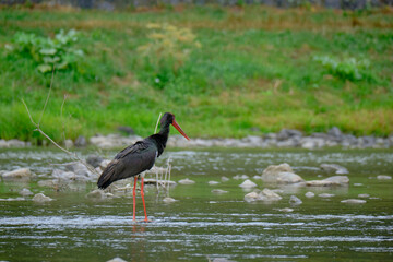 black stork