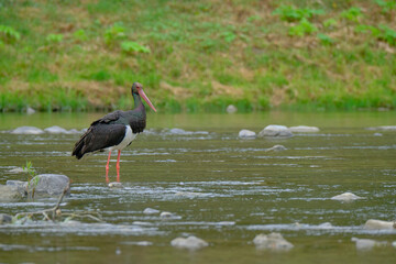 white stork in the water