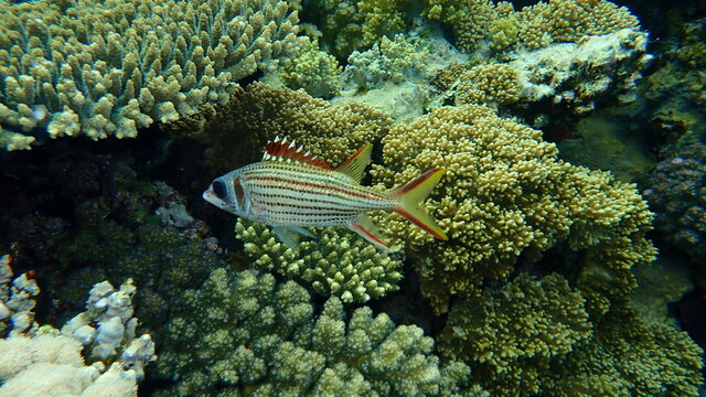 Sammara squirrelfish or blood-spot squirrelfish, slender squirrelfish (Neoniphon sammara) undersea, Red Sea, Egypt, Sharm El Sheikh, Nabq Bay