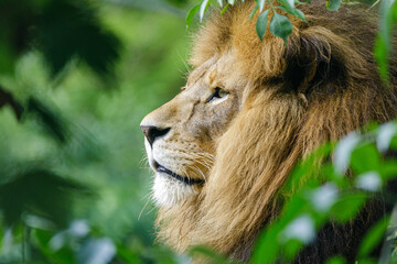 proud lion 2