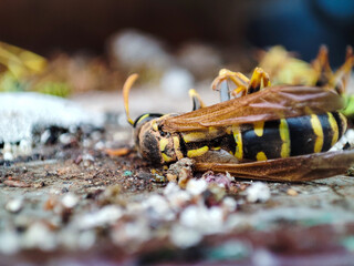 Dead wasp shows insect desease. The sting of a wasp