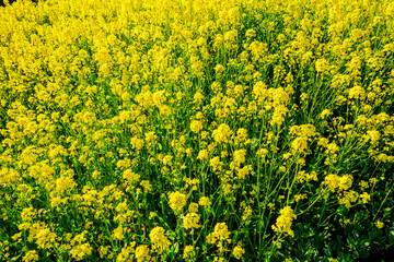Obraz premium Rape blossoms and natural scenery in spring season in China