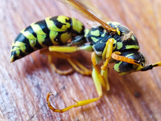 Dead wasp shows insect desease. The sting of a wasp