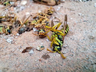 Dead wasp shows insect desease. The sting of a wasp