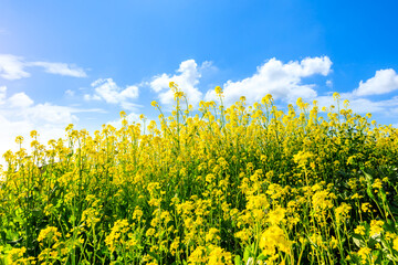 Rape blossoms and natural scenery in spring season in China